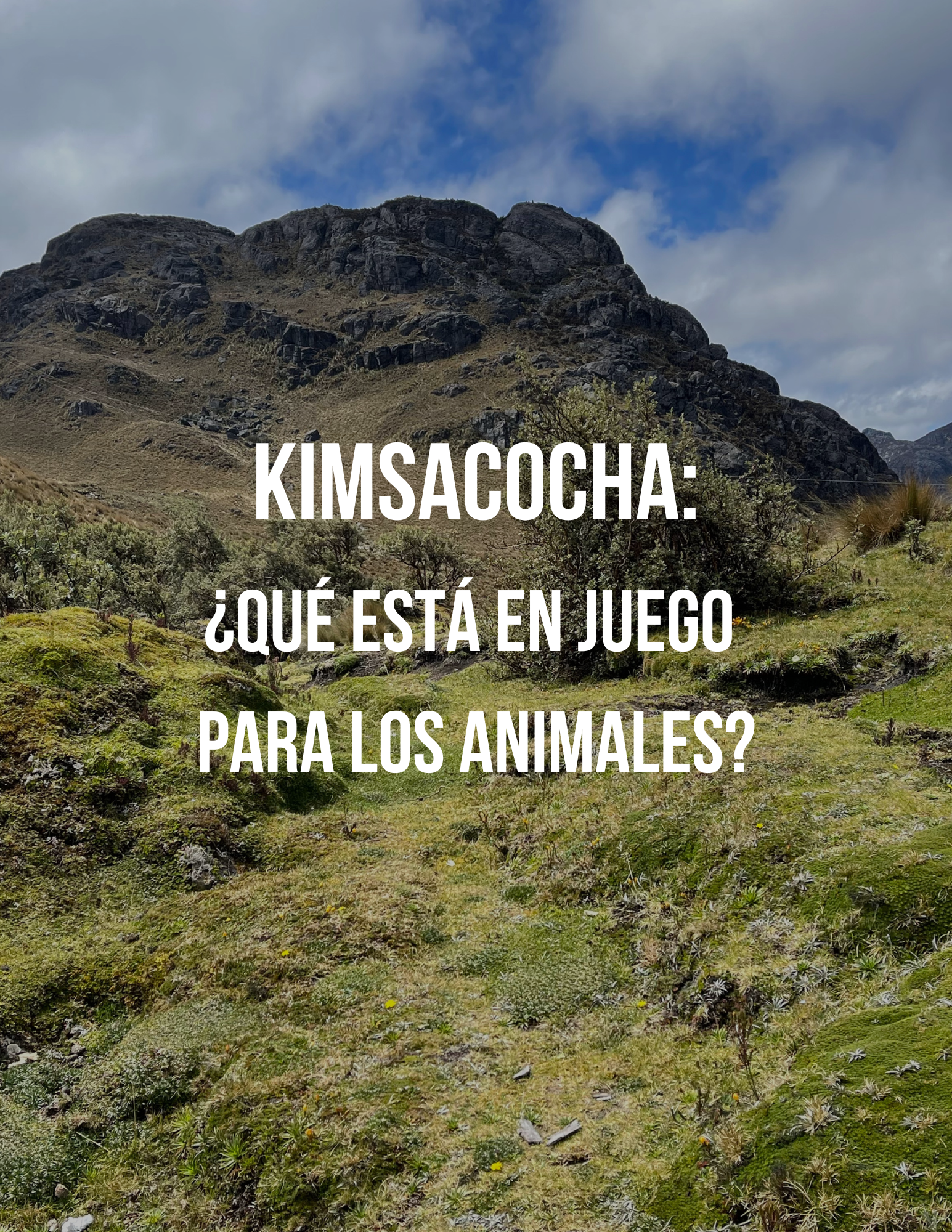 Kimsacocha: ¿Qué está en juego para los animales?