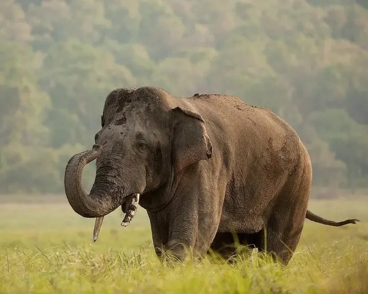 Species Spotlight: Asian Elephant