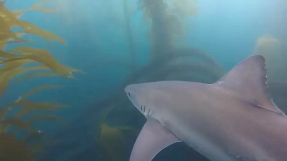 International Tope Shark Populations Proposed for Protection Under U.S. Endangered Species Act