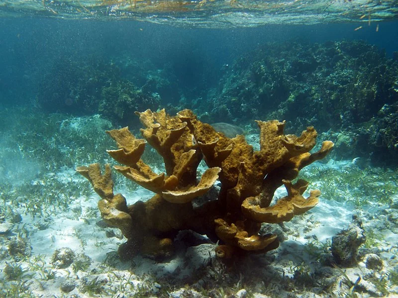 Species Spotlight Elkhorn Coral — Defend Them All Foundation