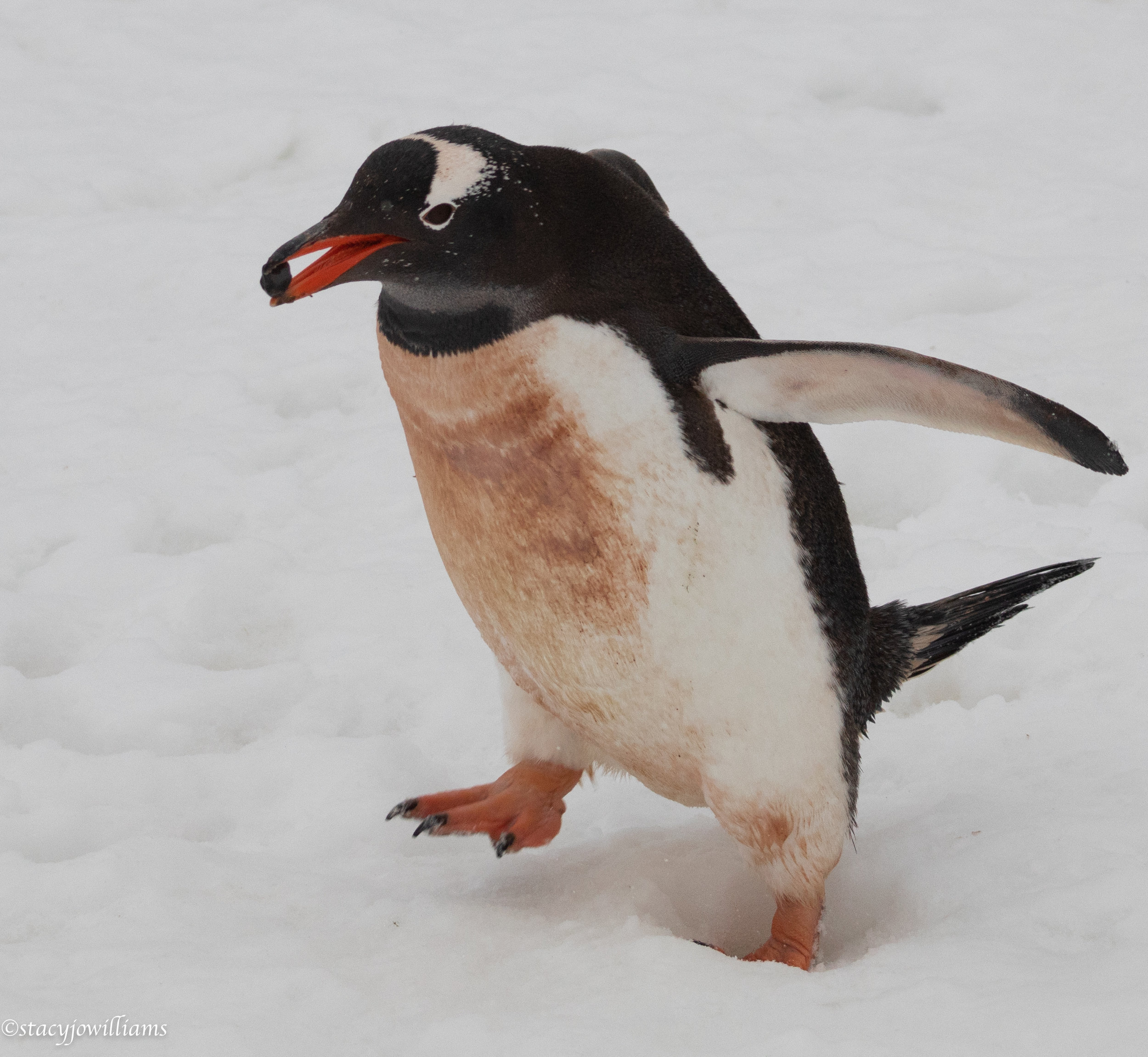 penguin pebble-5847.jpg