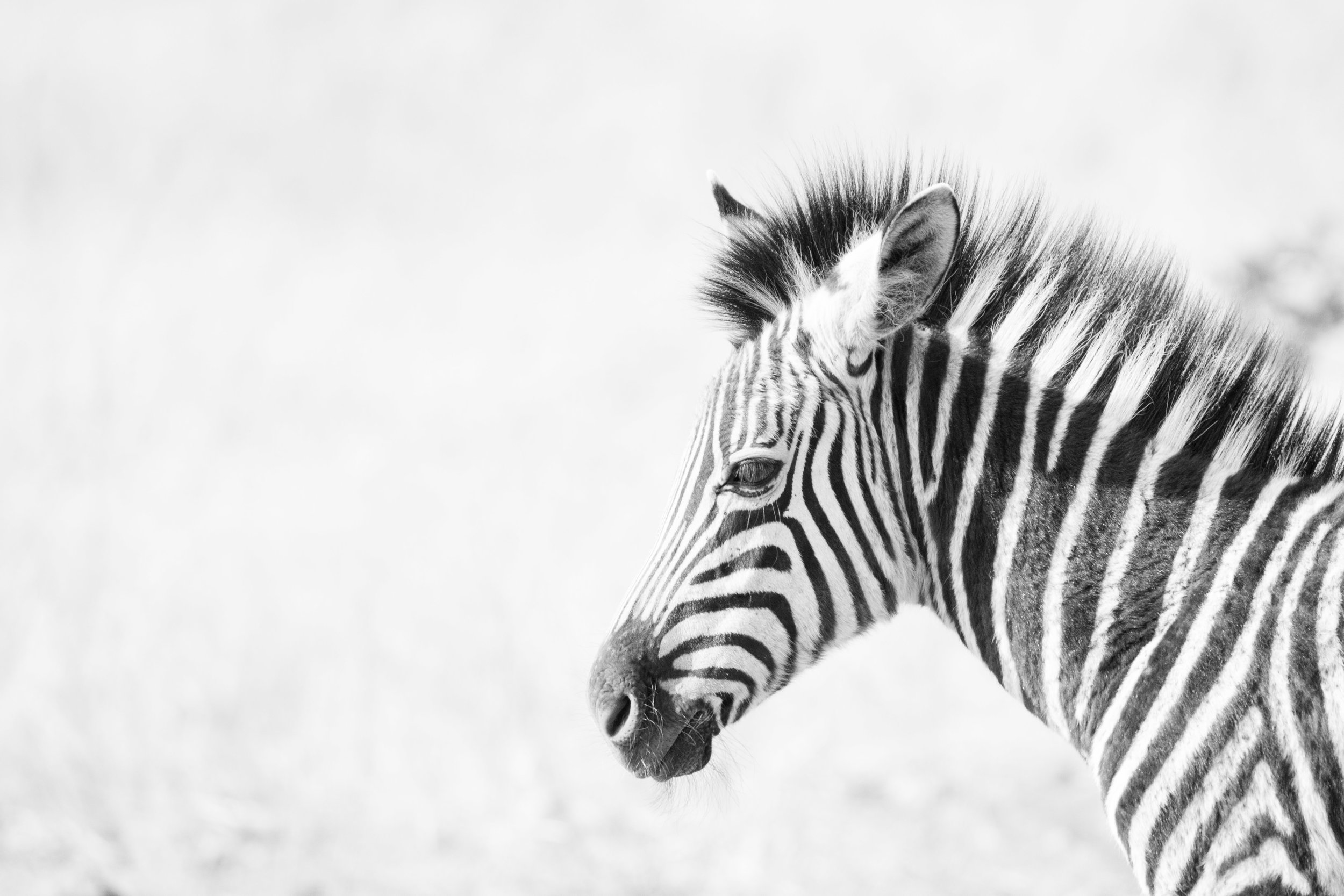 Zebra from Londolozi