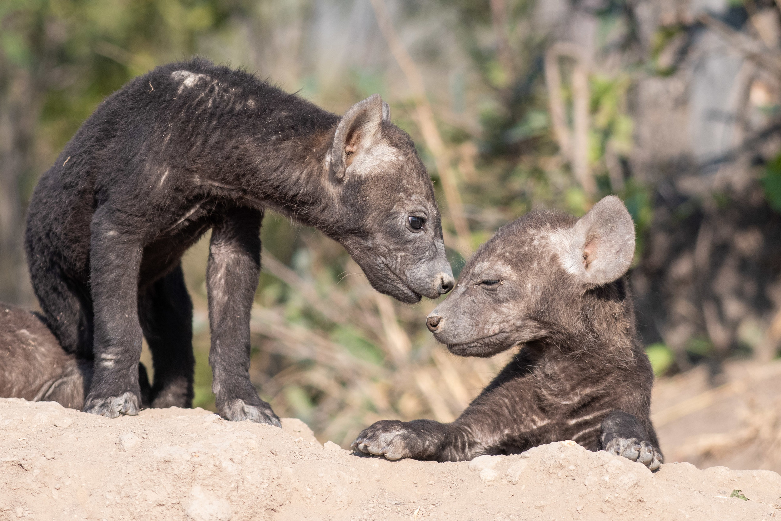 Hyena Cubs 