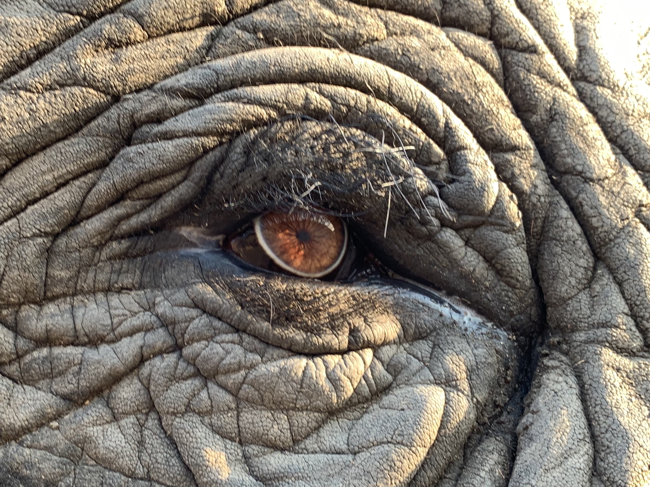 Elephant Eye