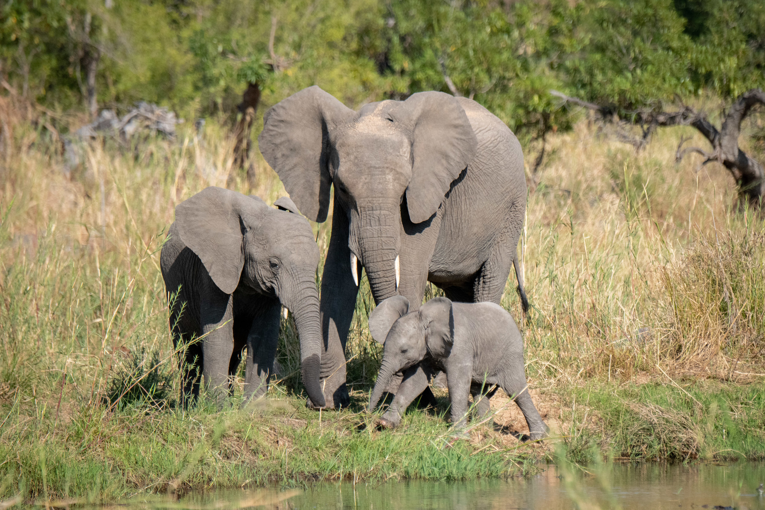 On Safari in South Africa