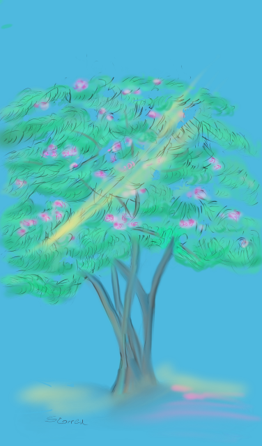 mimosa pic..png
