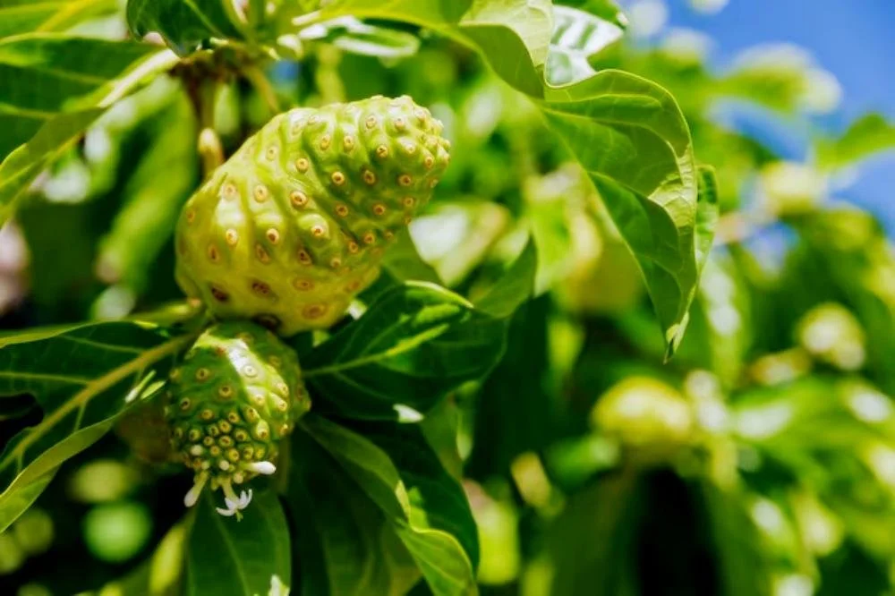 Tahitian Noni Juice The Truth of Health Benefits Explored