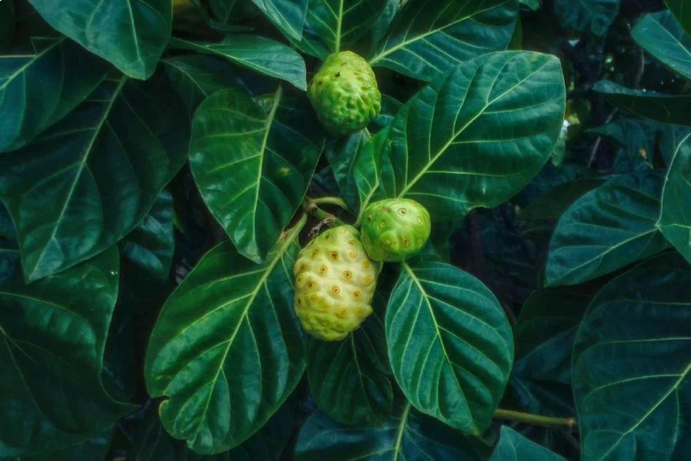 Tahitian Noni Juice Ancient Polynesian Wellness Secrets