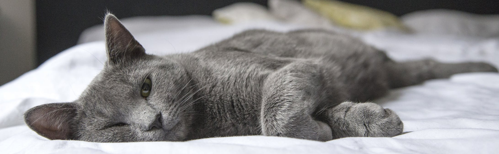 sleeping-cat.png