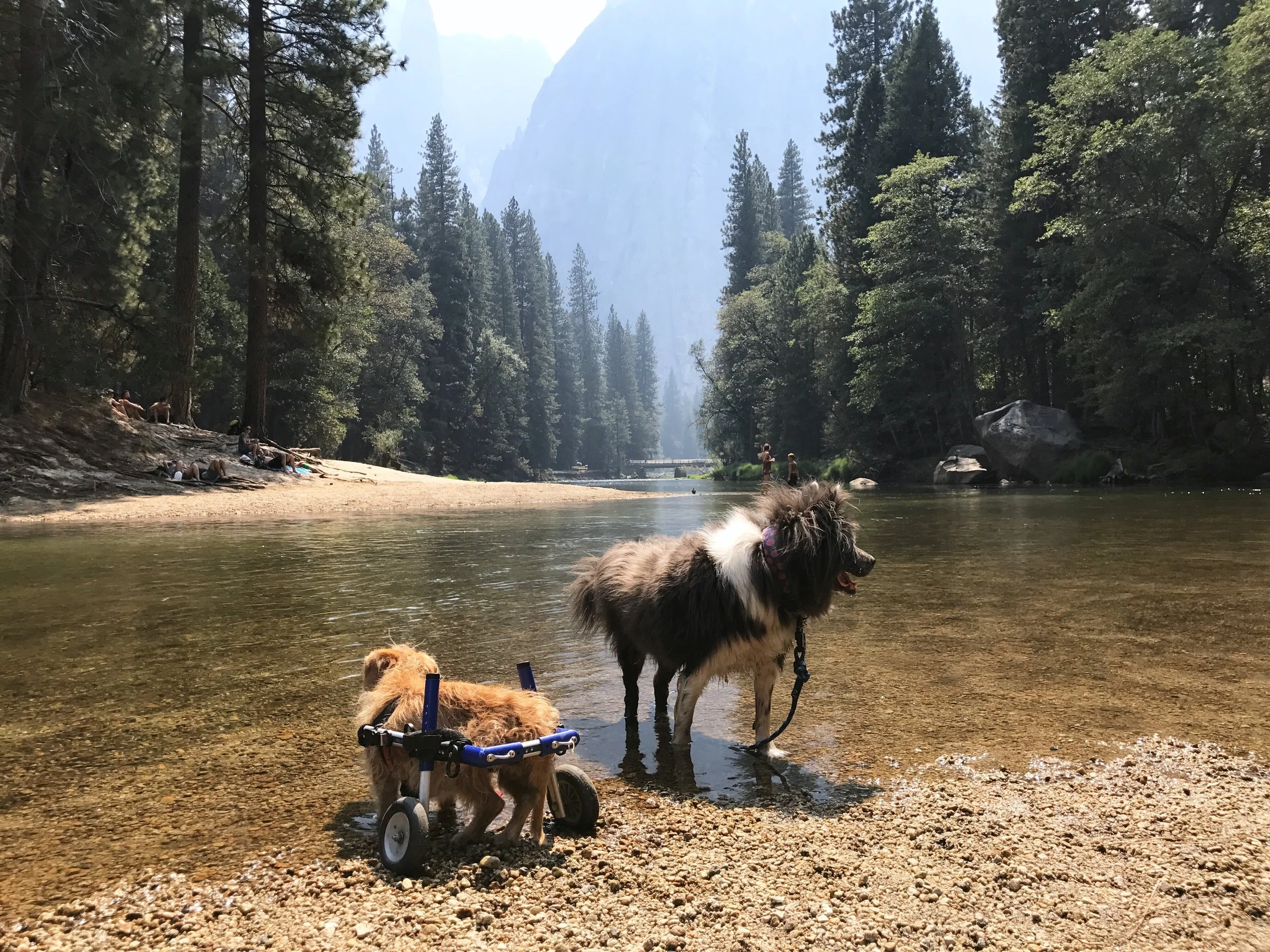 Charlie and Ziggy exploring just outside of Yosemite. 