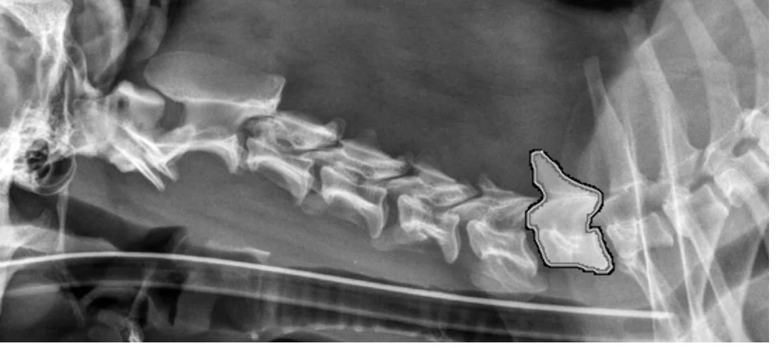 Being able to discern structures via x-ray is so fun!