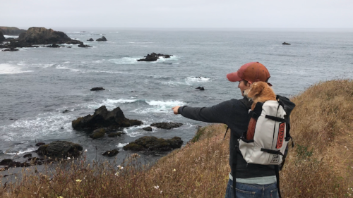 Exploring the Mendocino Coast with Charlie.