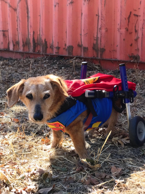Charlie in his Superman outfit for Howloween.