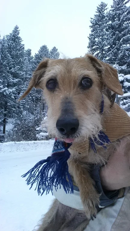 Charlie loves the snow!