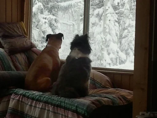 Sadie Lynne and Ziggy Marie having a chat about the snow forecast.