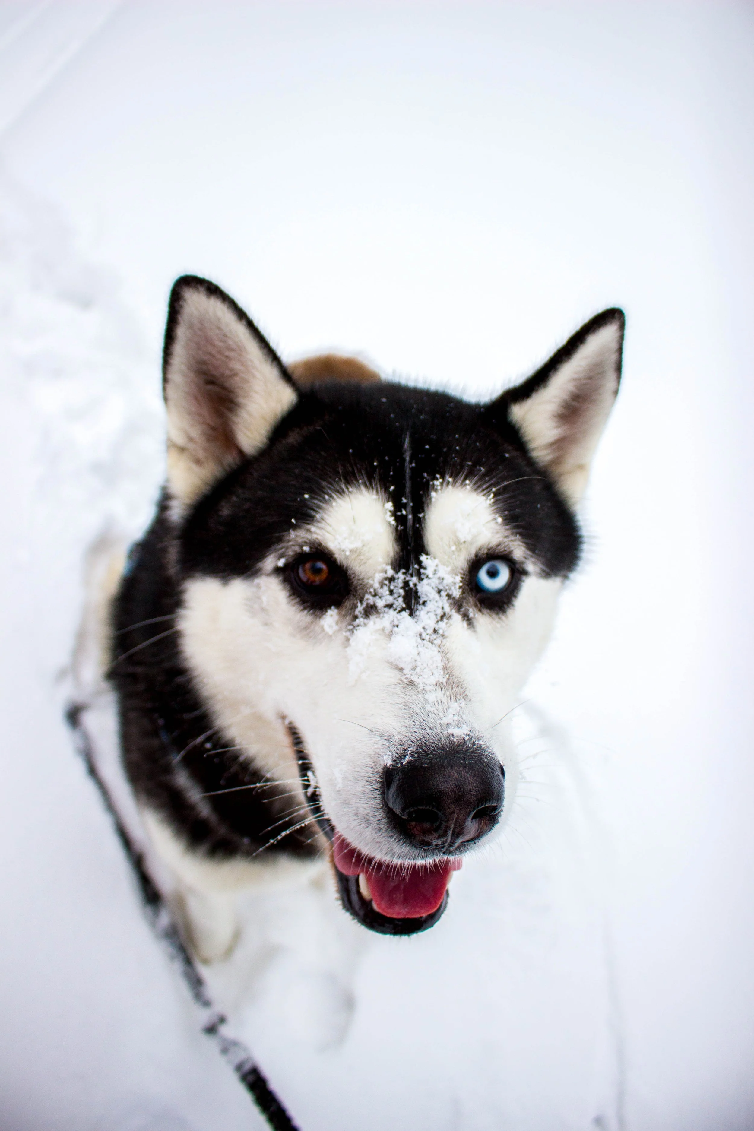 husky on snow.jpg