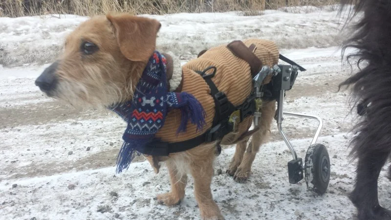 Charlie loves winter adventures.