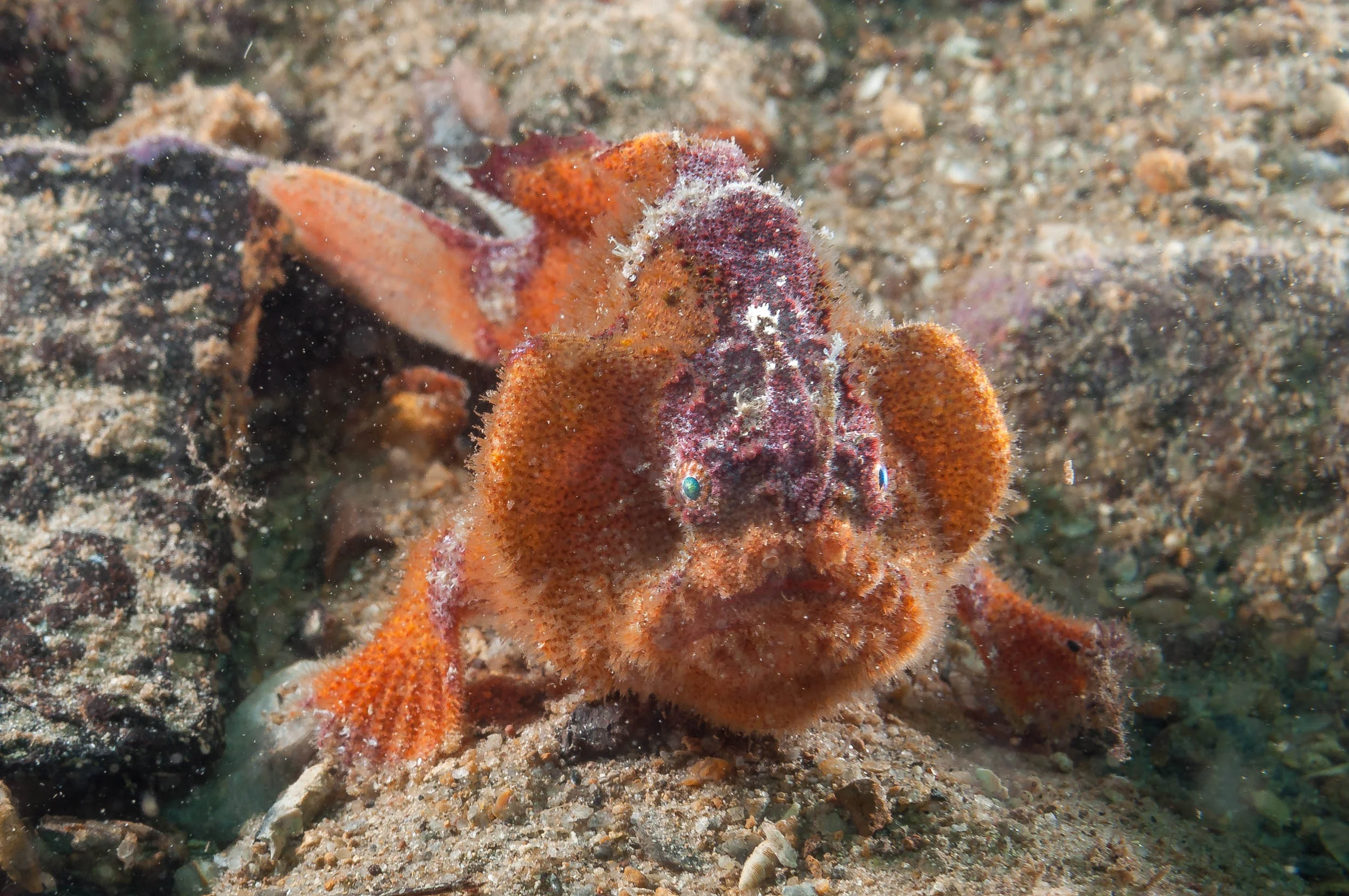 Prickly anglerfish (Echinophryne crassispina)