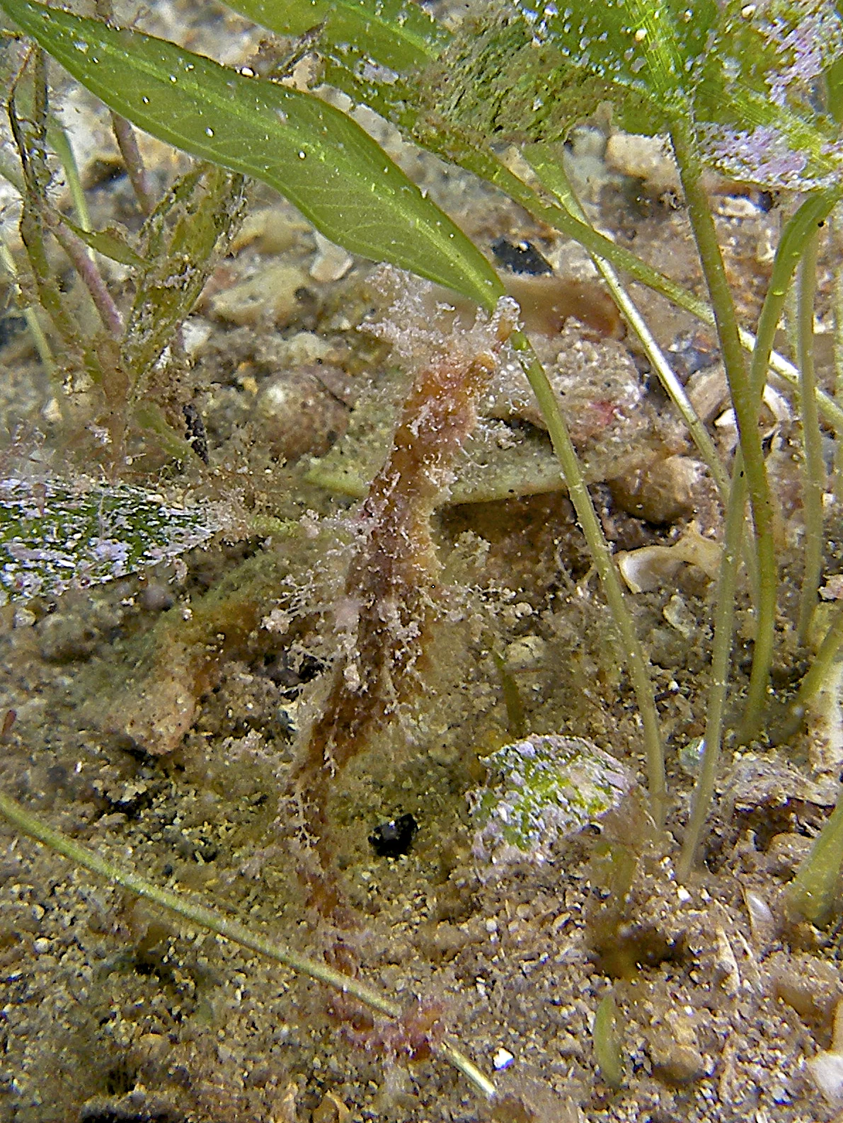 Southern pygmy pipehorse (Acentronura australe)