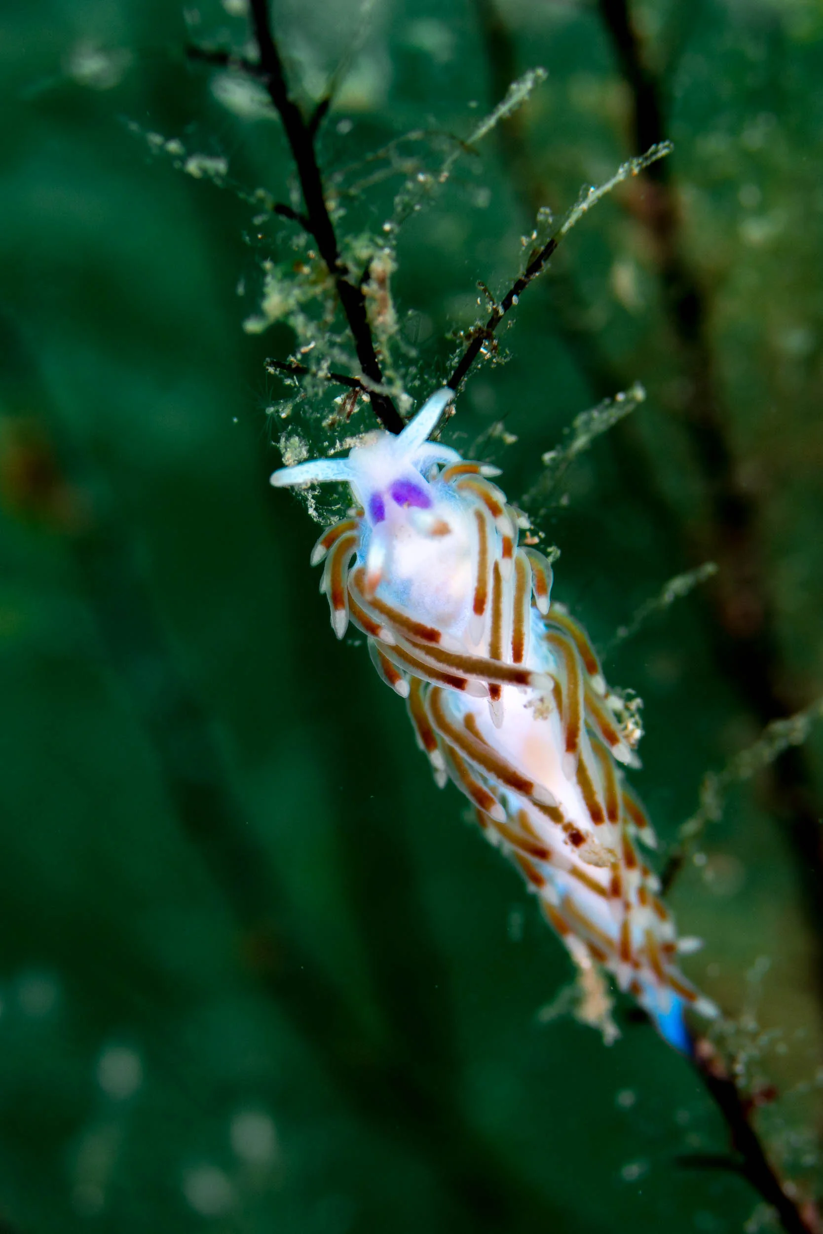 Nudibranch (Flabellina poenicia ?)