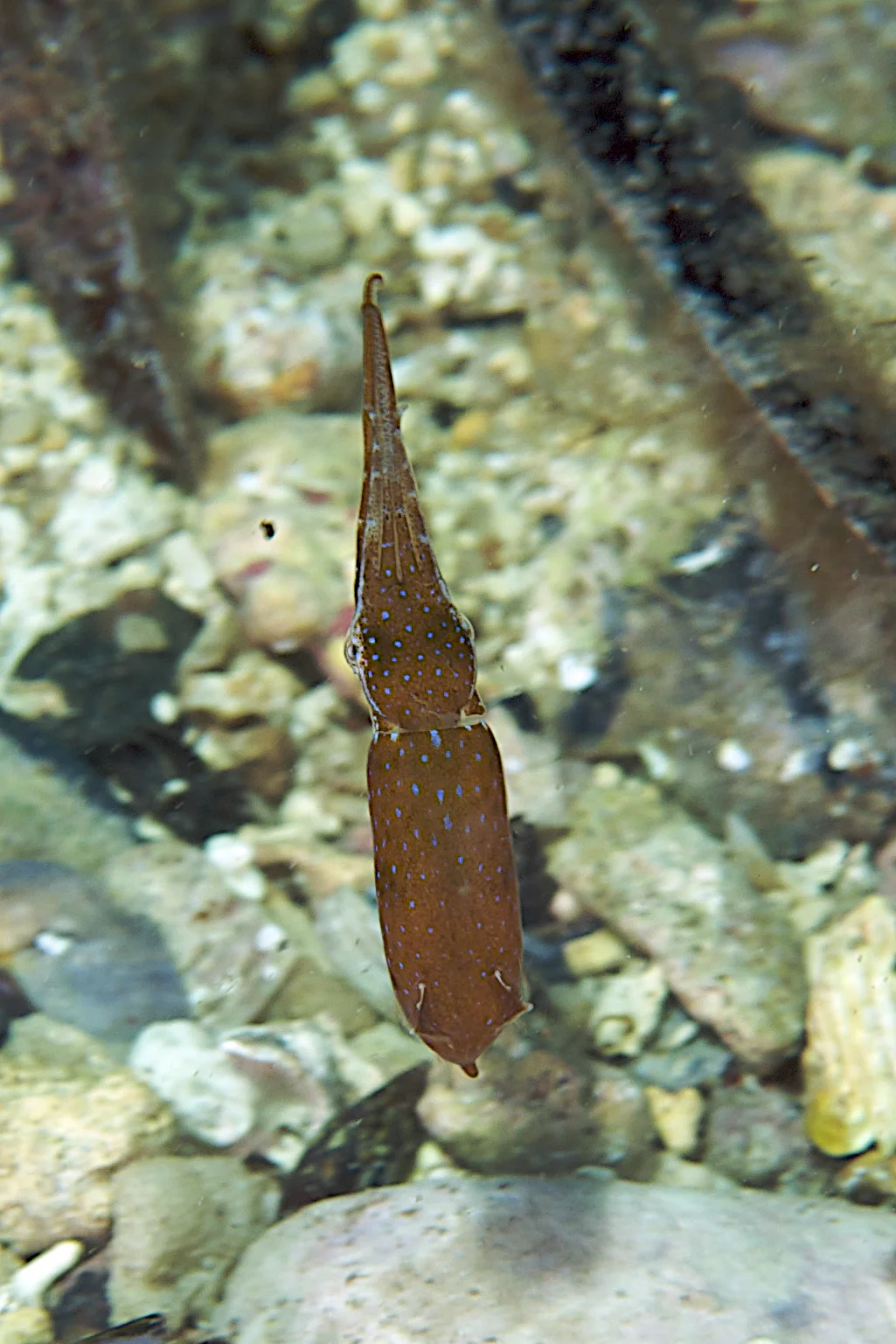 Southern pygmy squid (Idiosepius notoides)