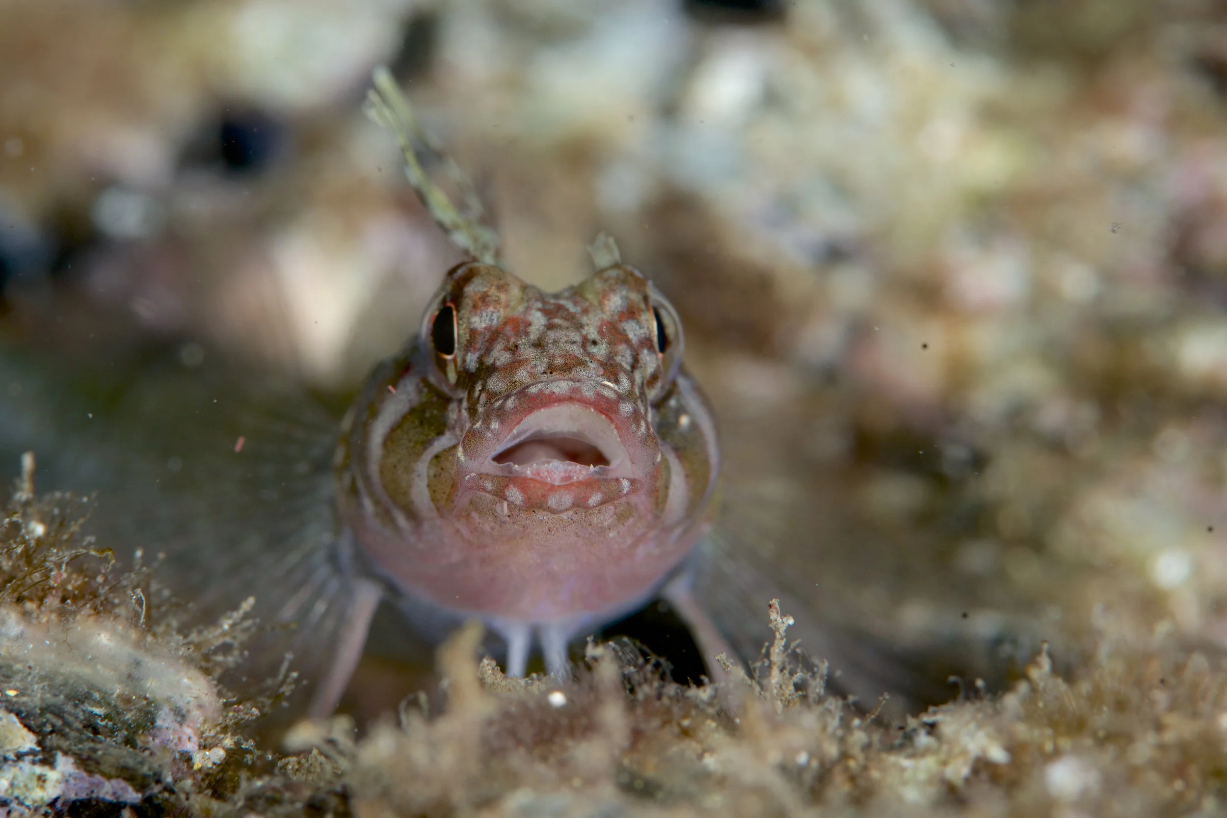 Crested triplefin (Trinorfolkia cristata)