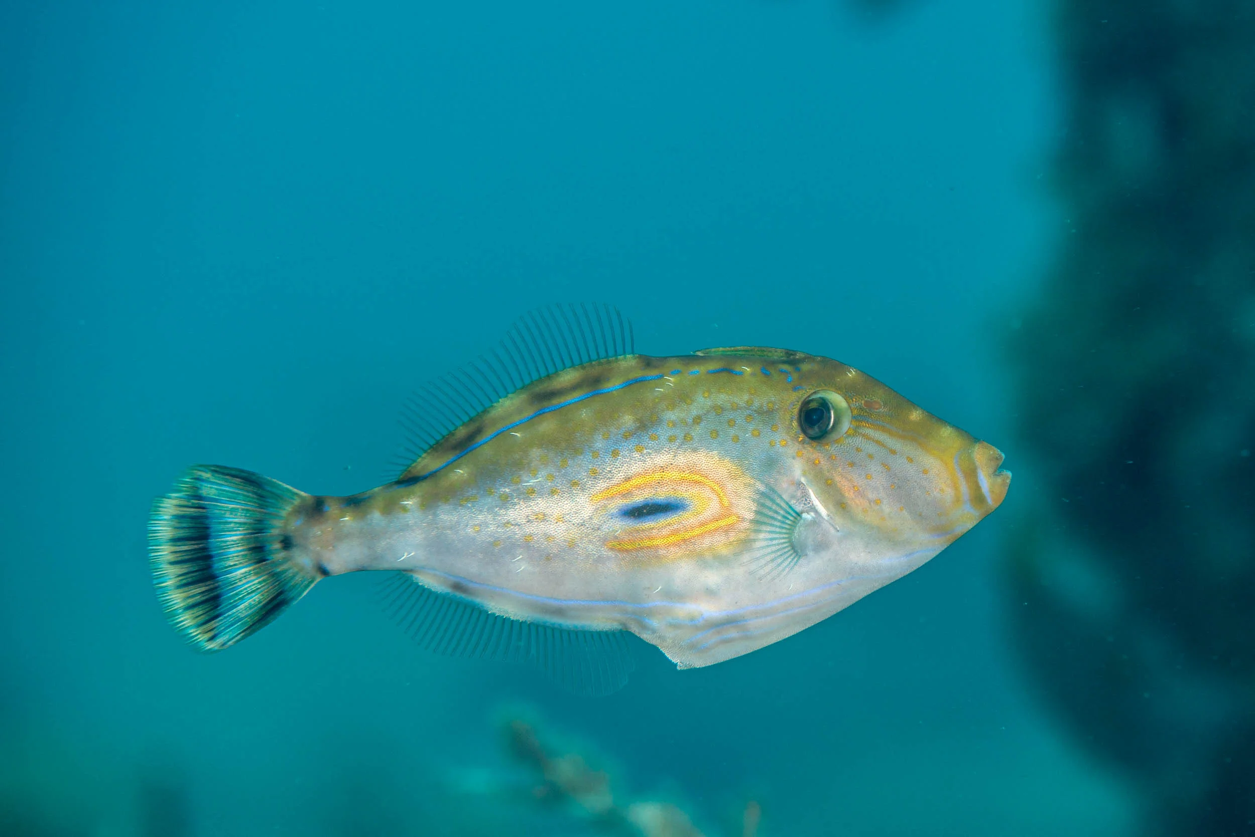 Horseshoe Leatherjacket (Meuschenia hippocrepis)