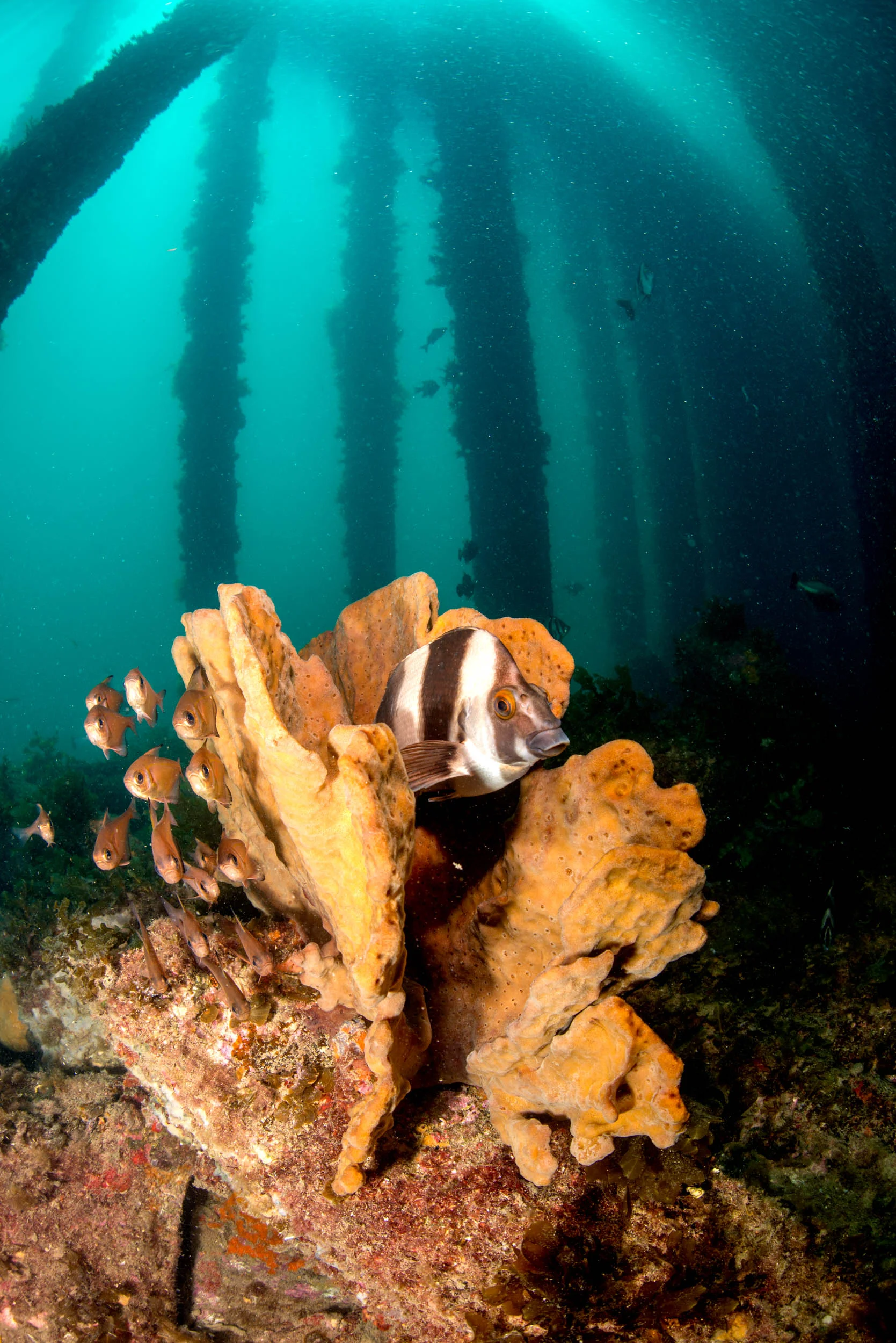 Magpie Perch (Cheilodactylus nigripes)