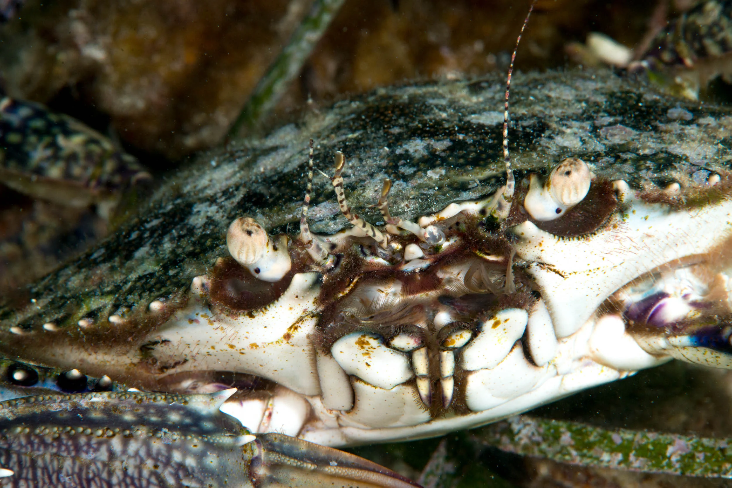 Blue-swimmer crab (Portumus pelagicus)