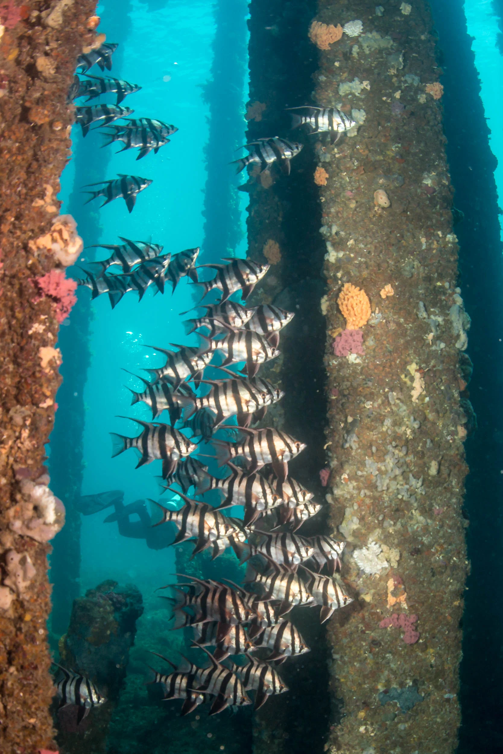 Old wives (Enoplosus armatus)