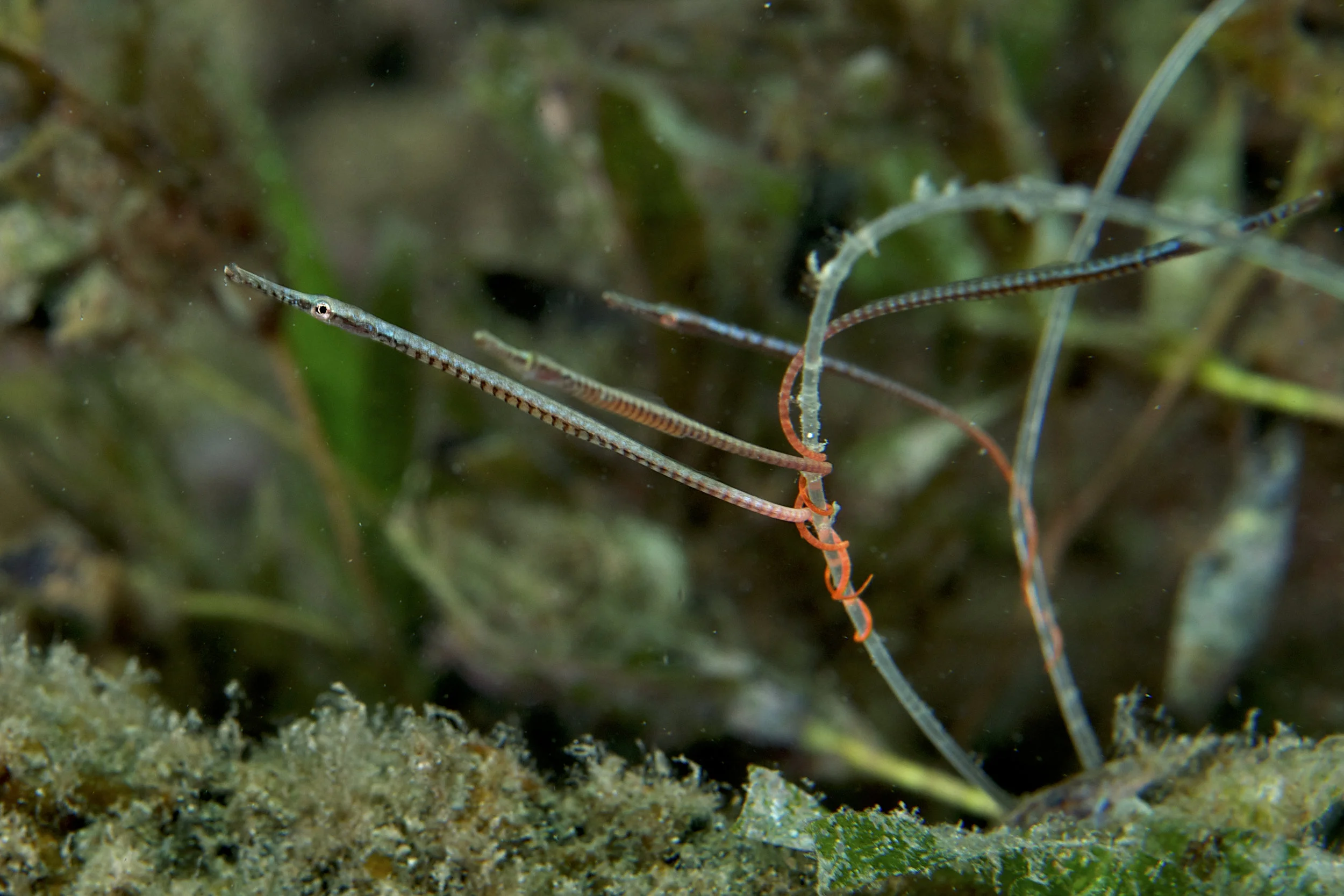 Gulf pipefish (Stigmatopora narinosa)