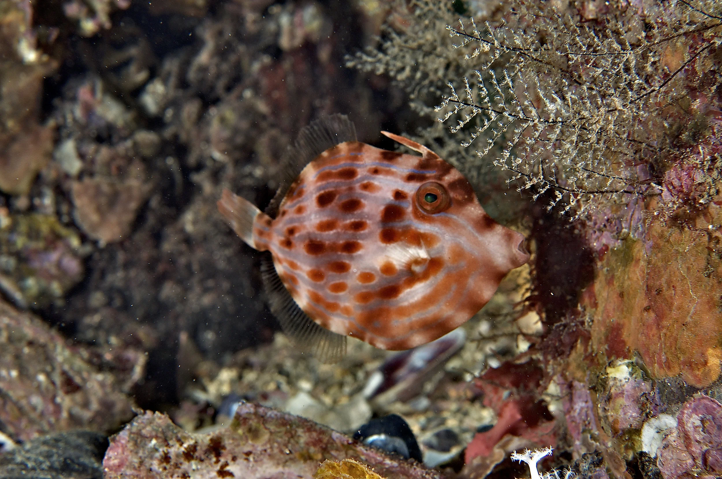 Mosaic leatherjacket juv. (Eubalichthys mosaicus)