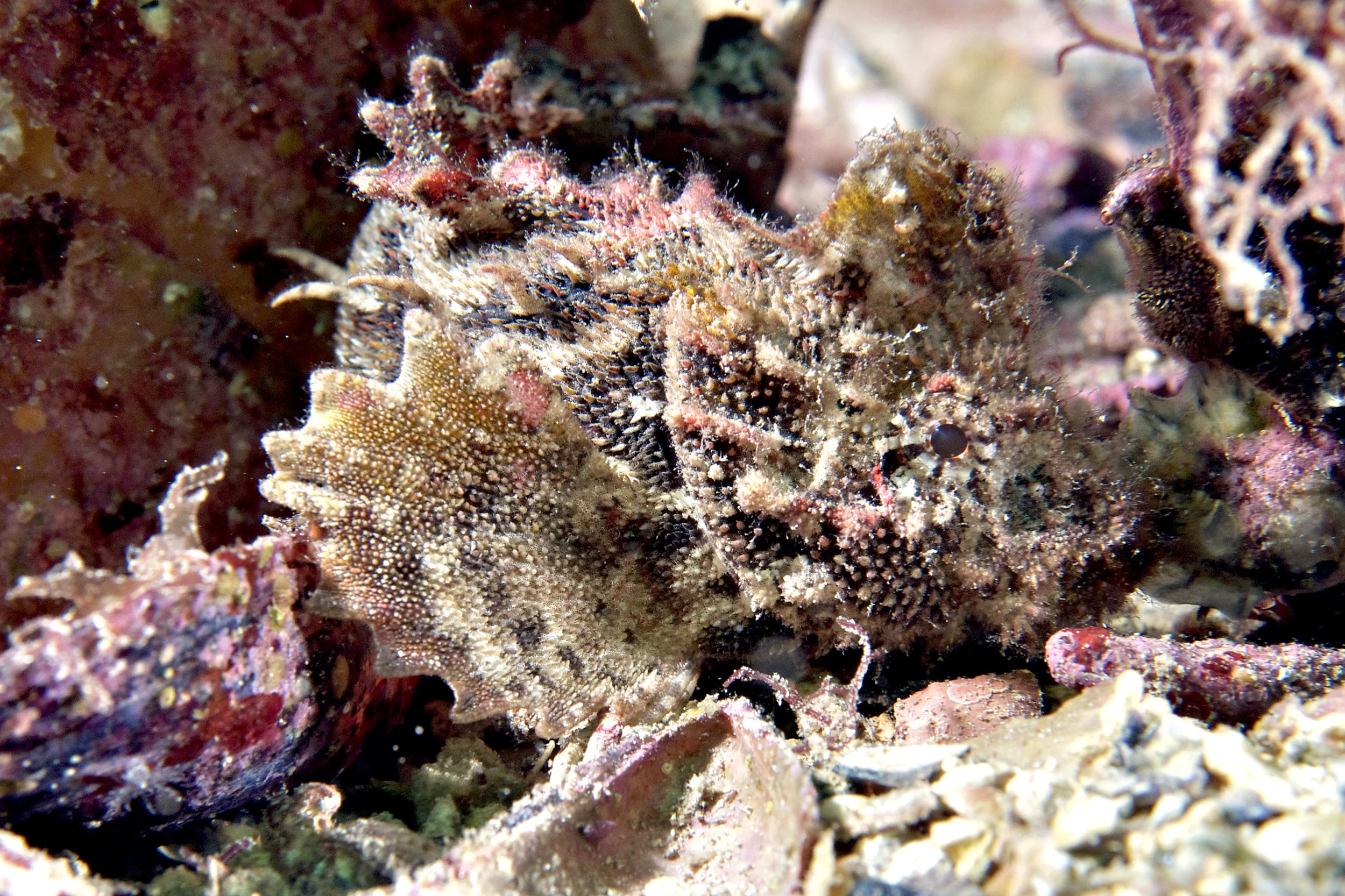 Southern velvetfish (Aploactisoma milesii)