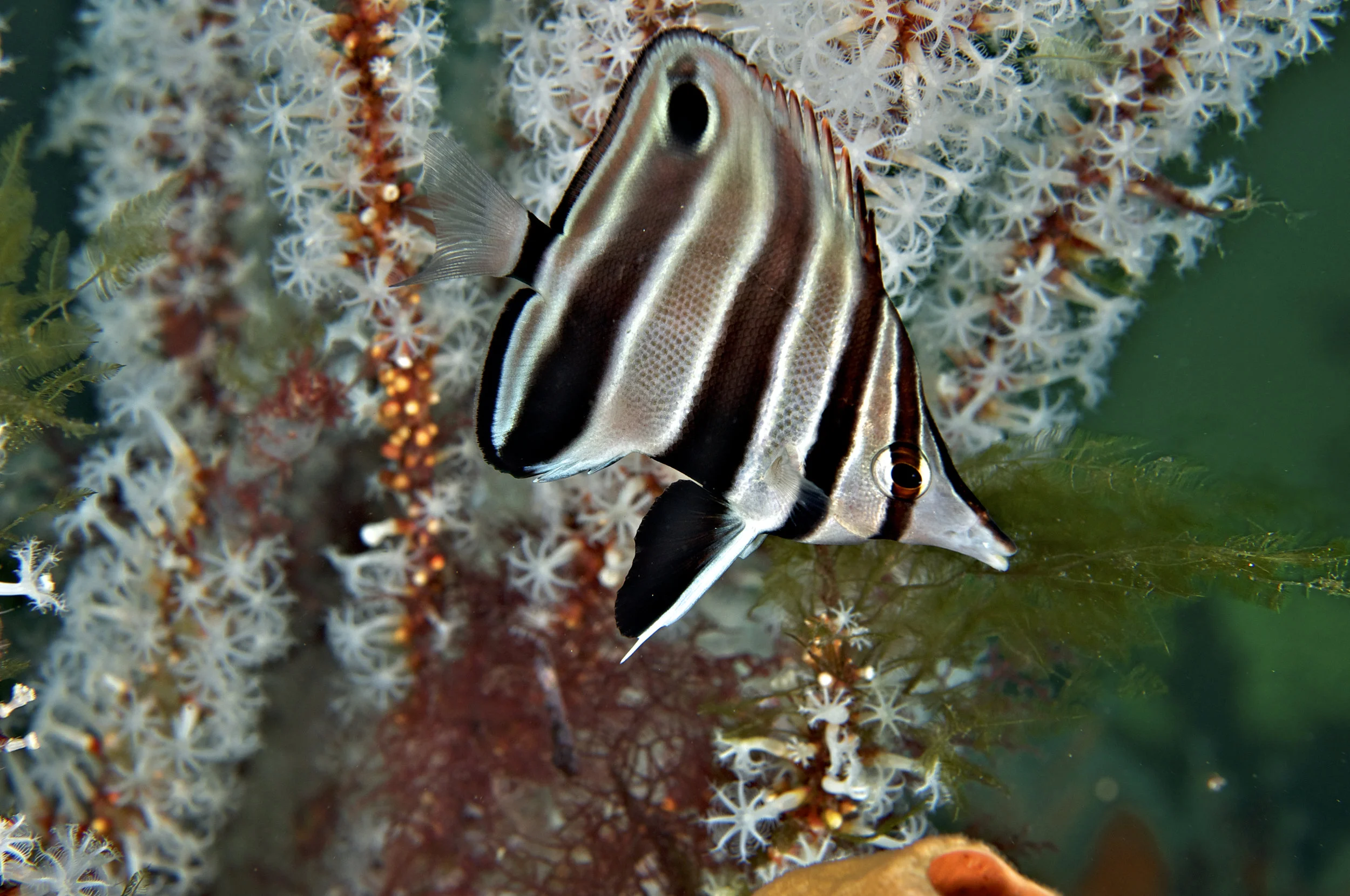 Western talma (Chelmonops curiosus)