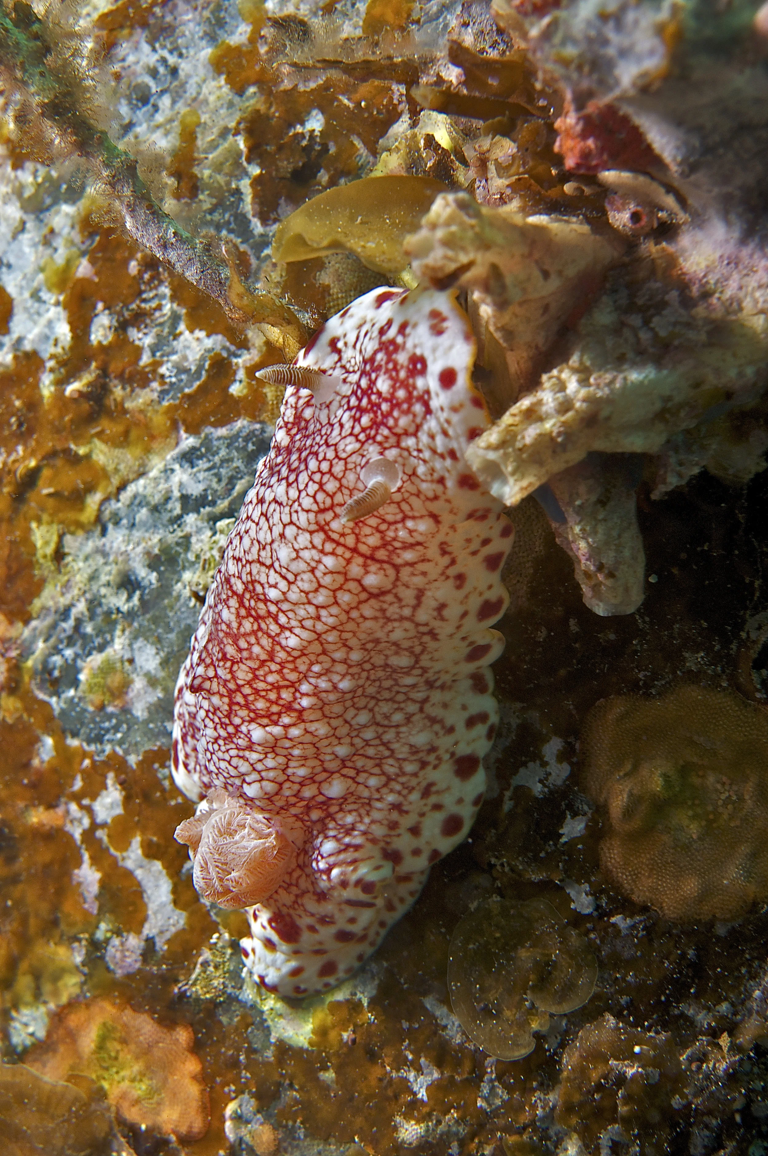 Nudibranch (Chromodoris tinctoria)
