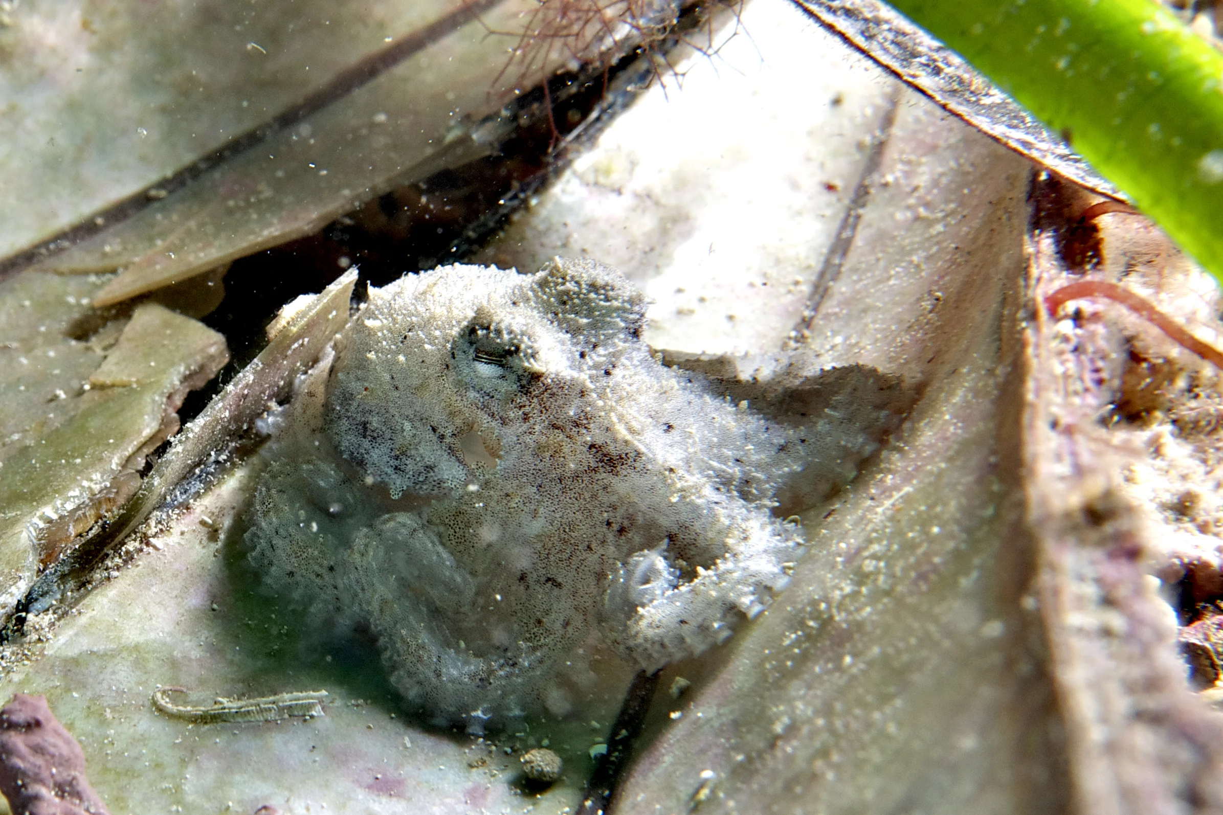 Southern keeled octopus (Berrima octopus)