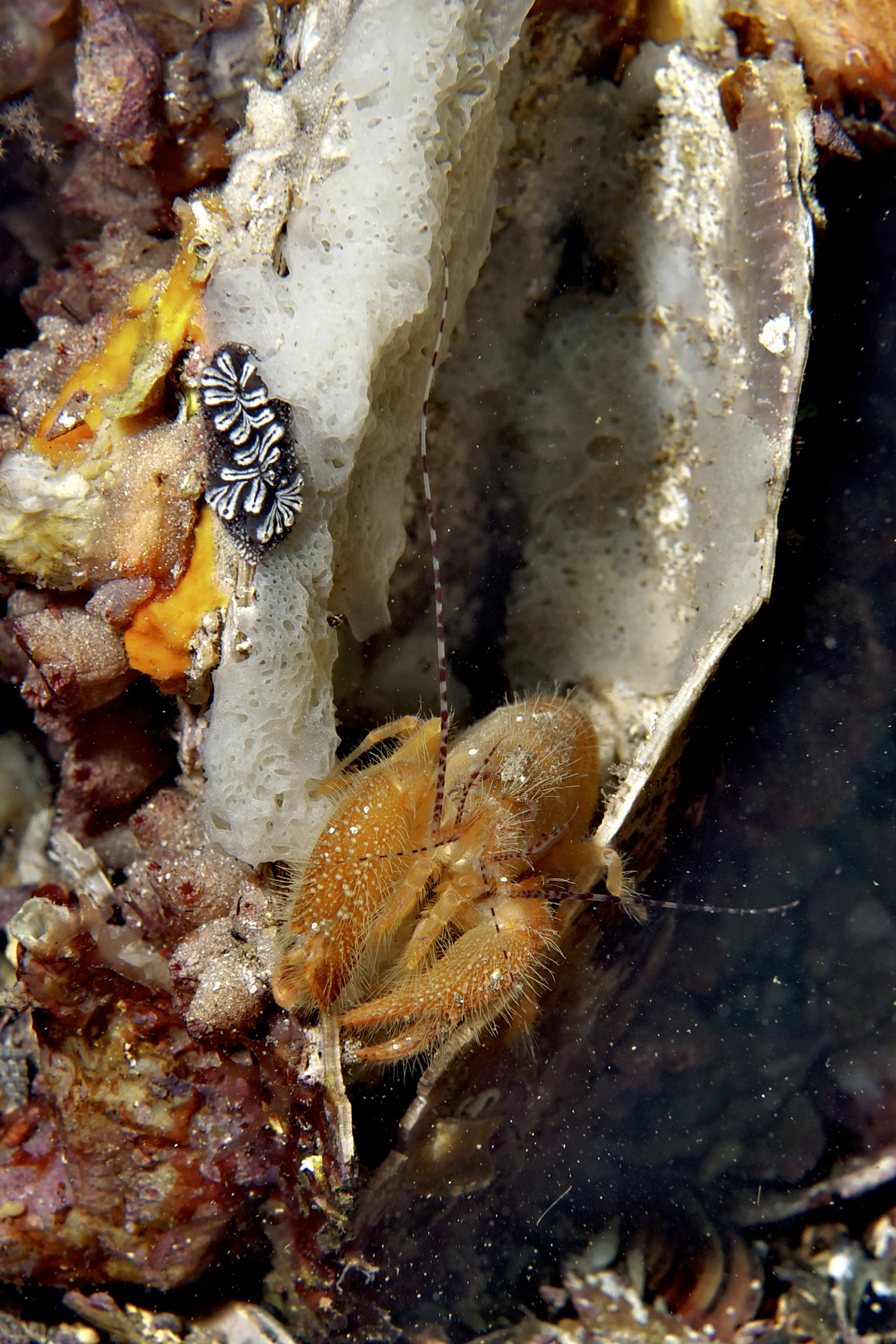 Pistol shrimp (Alpheus villosus)