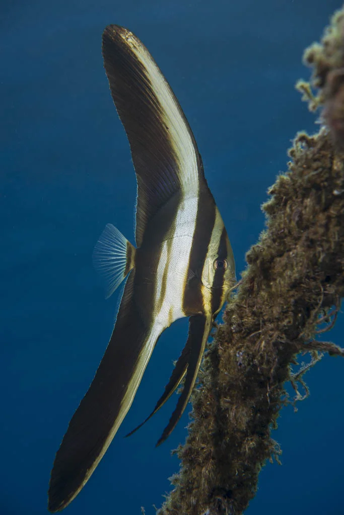 Batfish (juvenile)