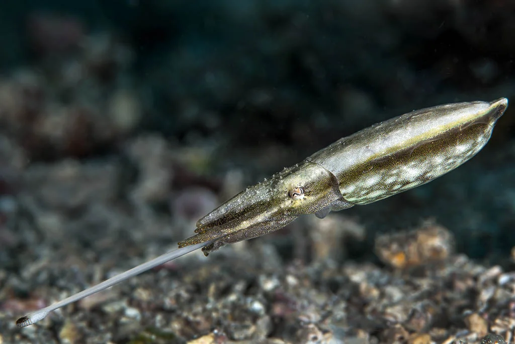 Cuttlefish