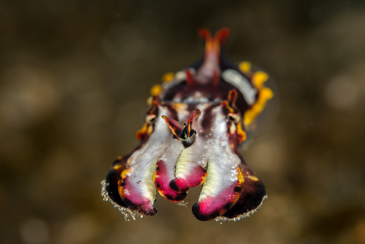 Flamboyant Cuttlefish