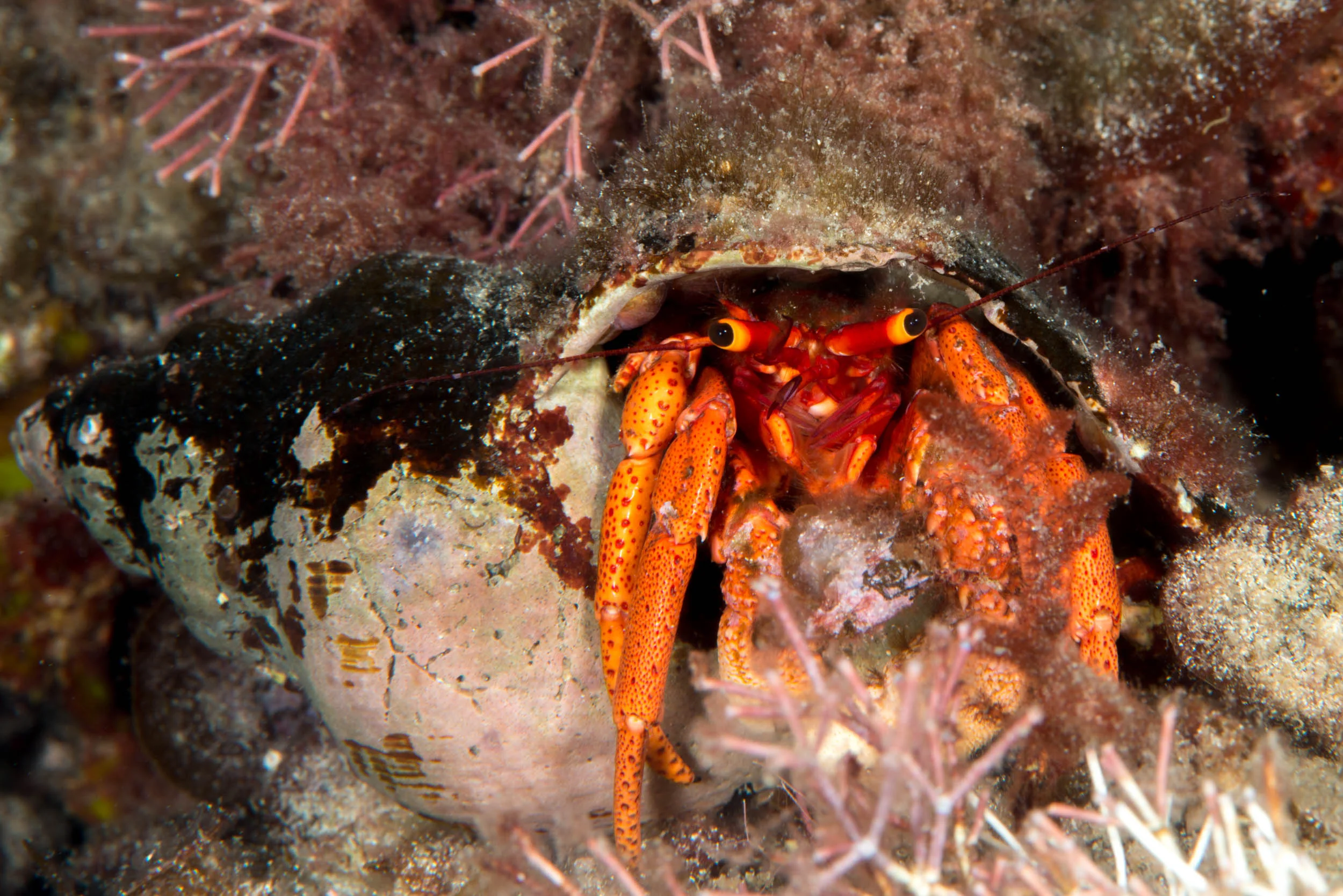 Hermit crab (Paguristes brevirostris)