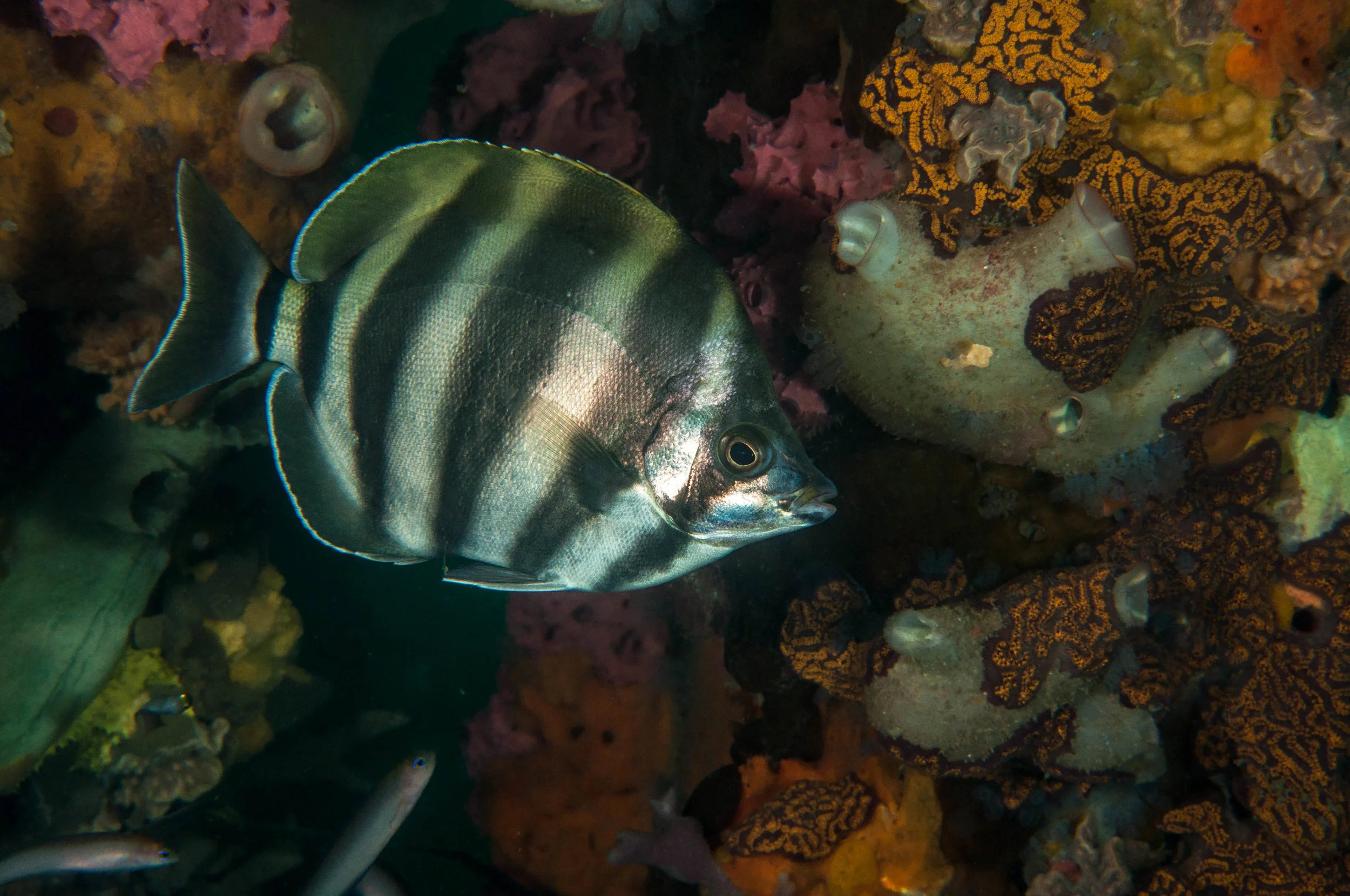 Moonlighter (Tilodon sexfactiatus)