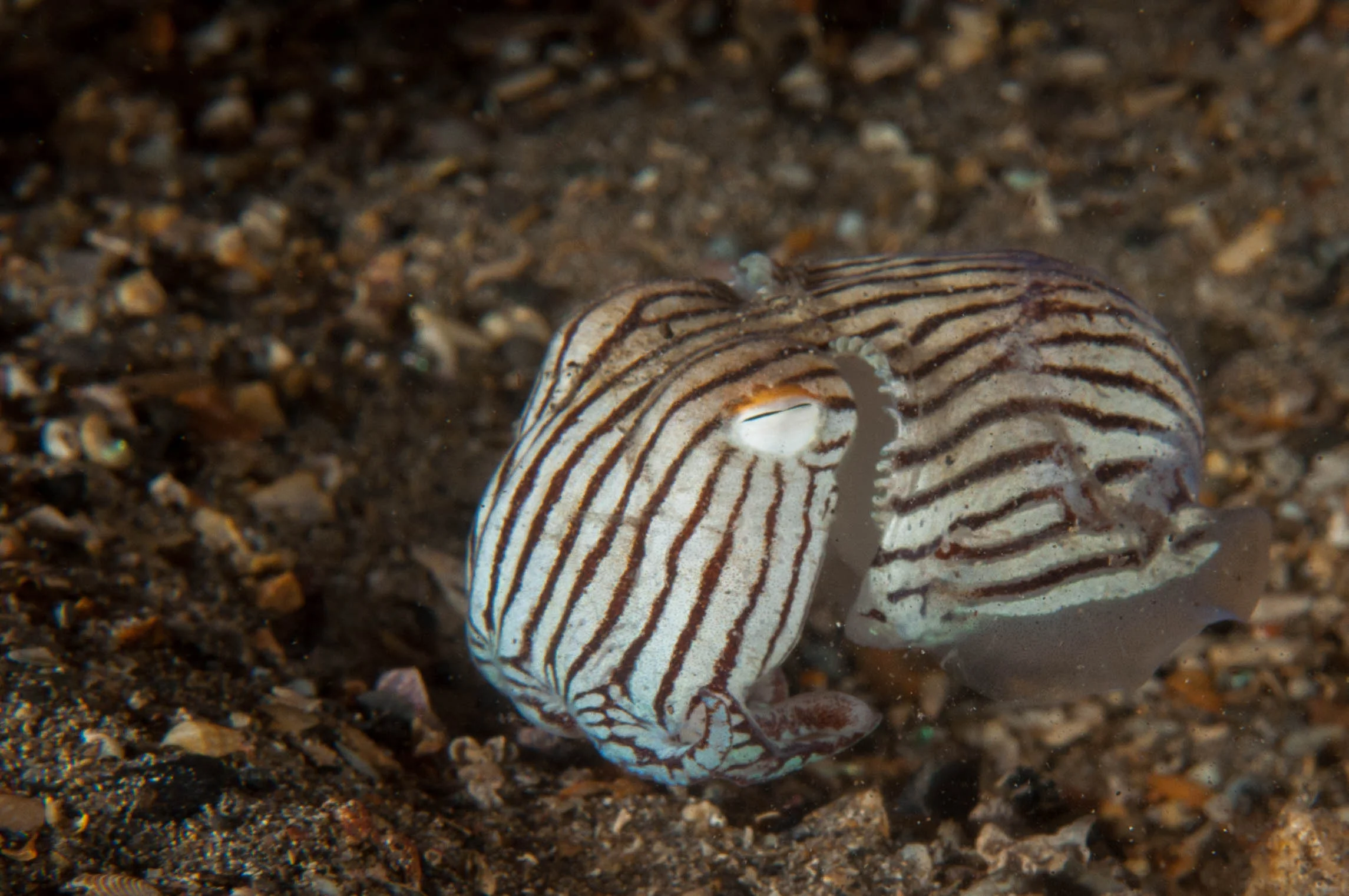 Pyjama squid (Sepialoidea lineolata)