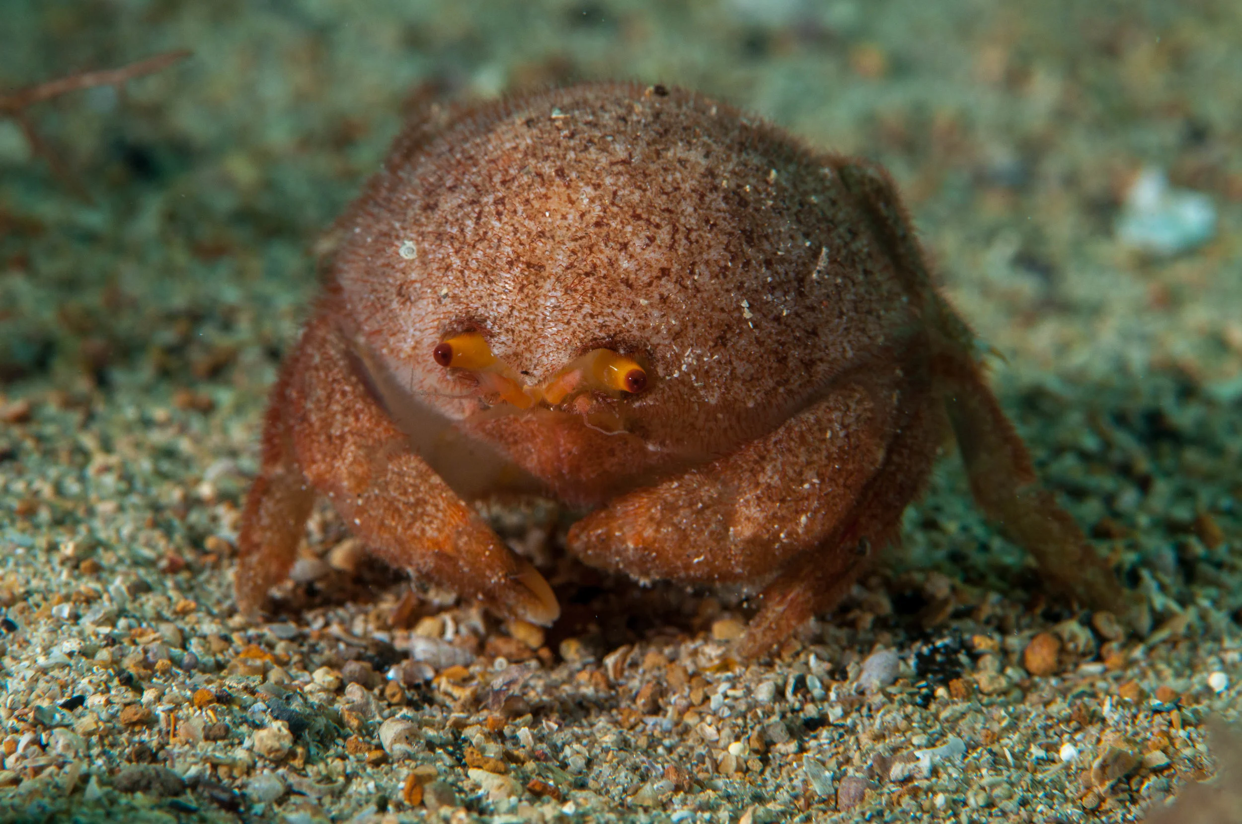 Sponge crab (austrodomidia octodentata)