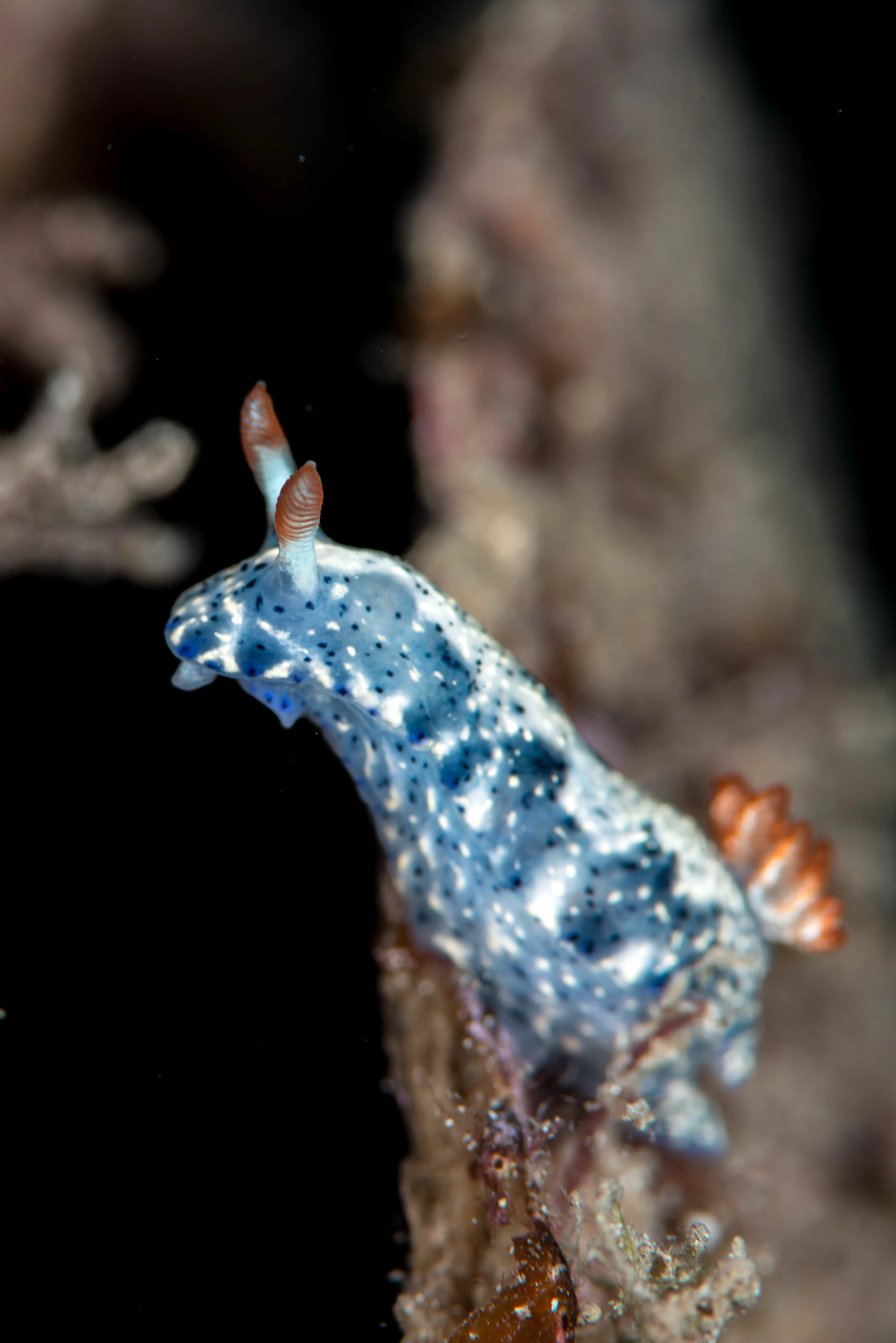Nudibranch (Hypselodoris infucata)