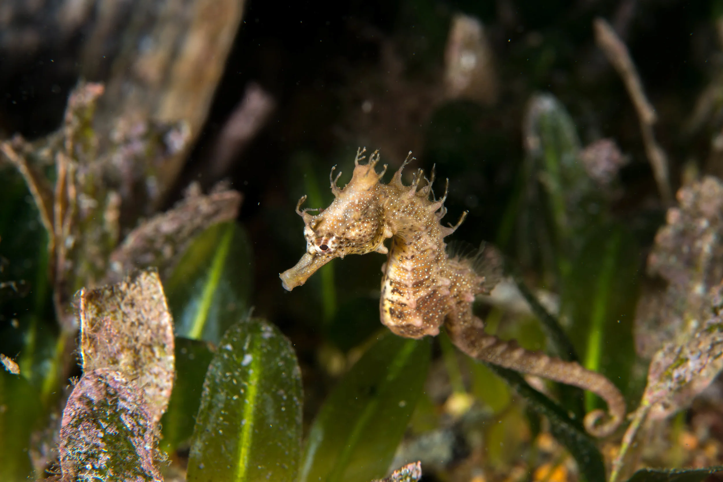Short-headed seahorse (Hippocampus breviceps)