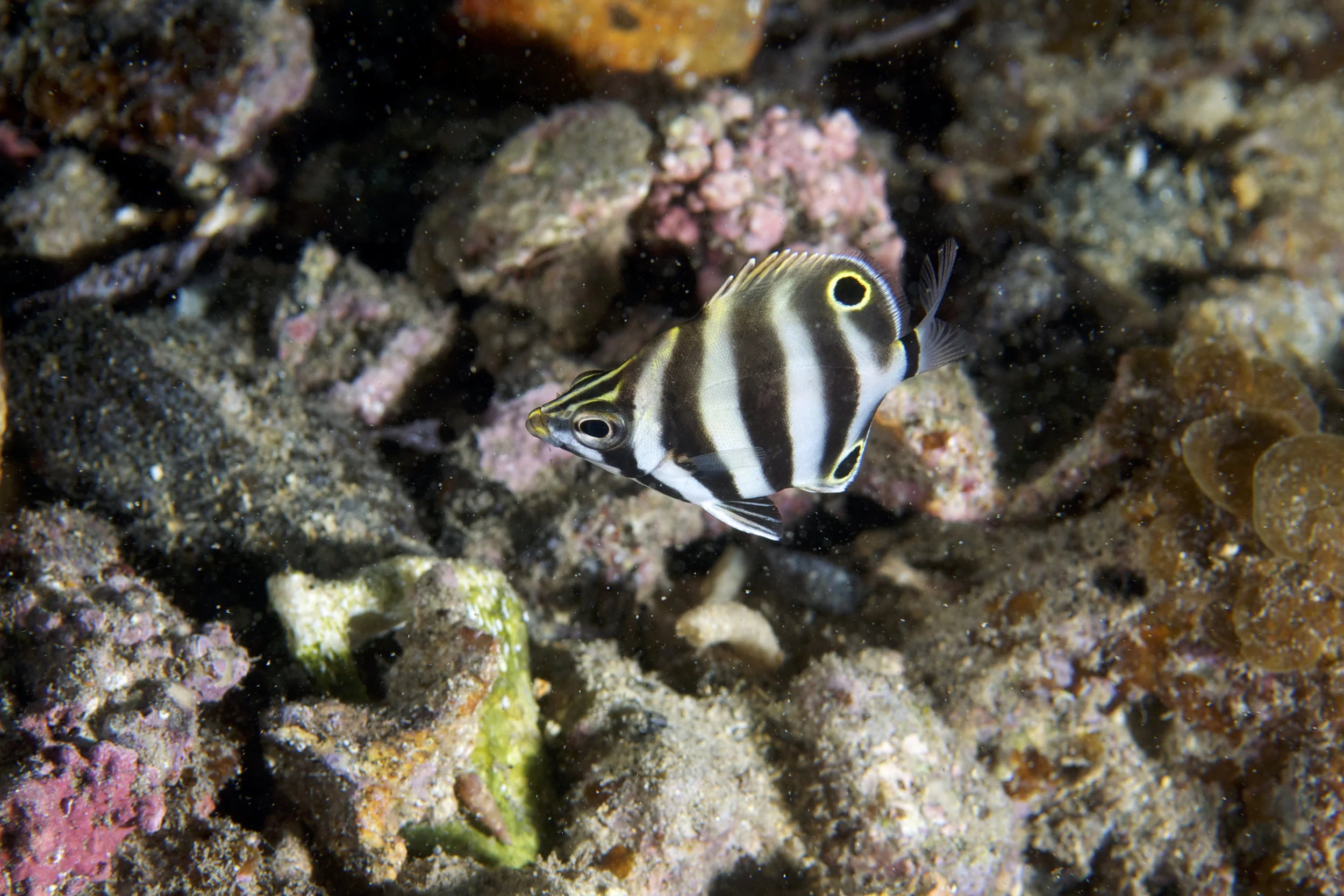 Moonlighter (Tilodon sexfasciatus)