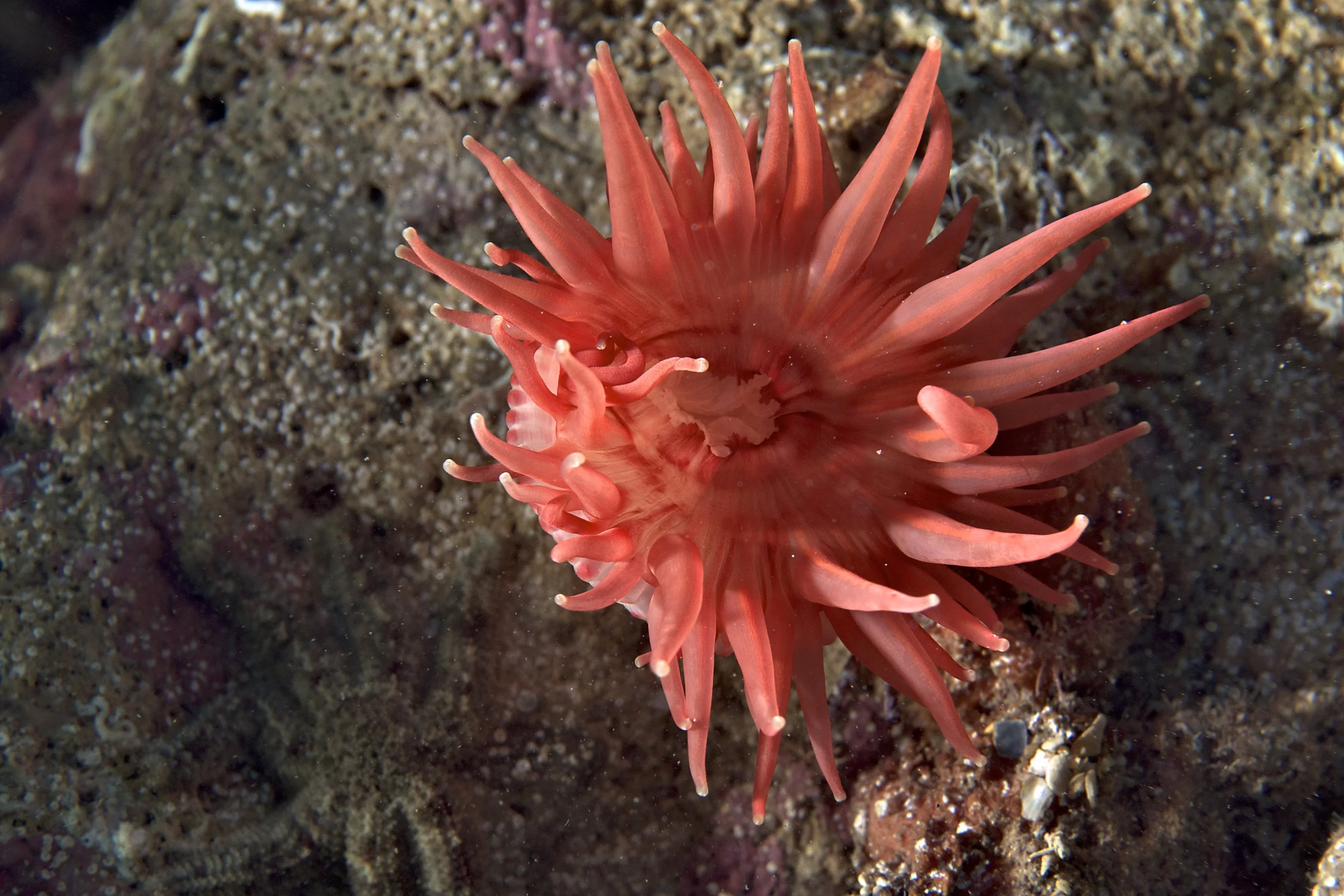 Sea anemone (Epiactis sp.)