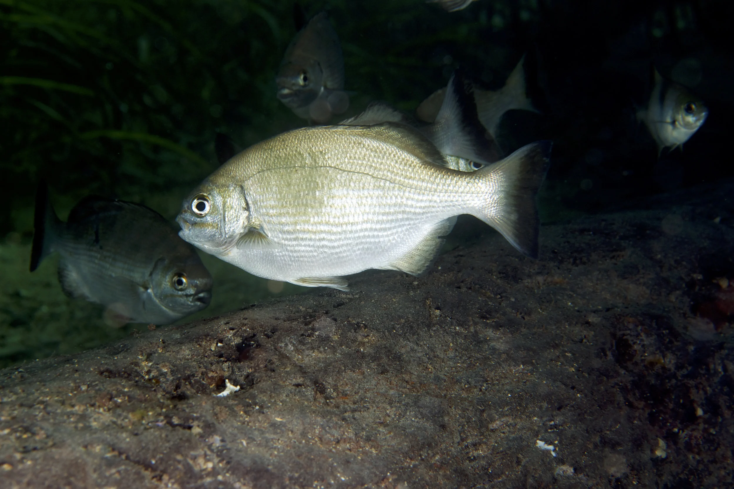 Western buffalo bream (Kyphosus cornelii)
