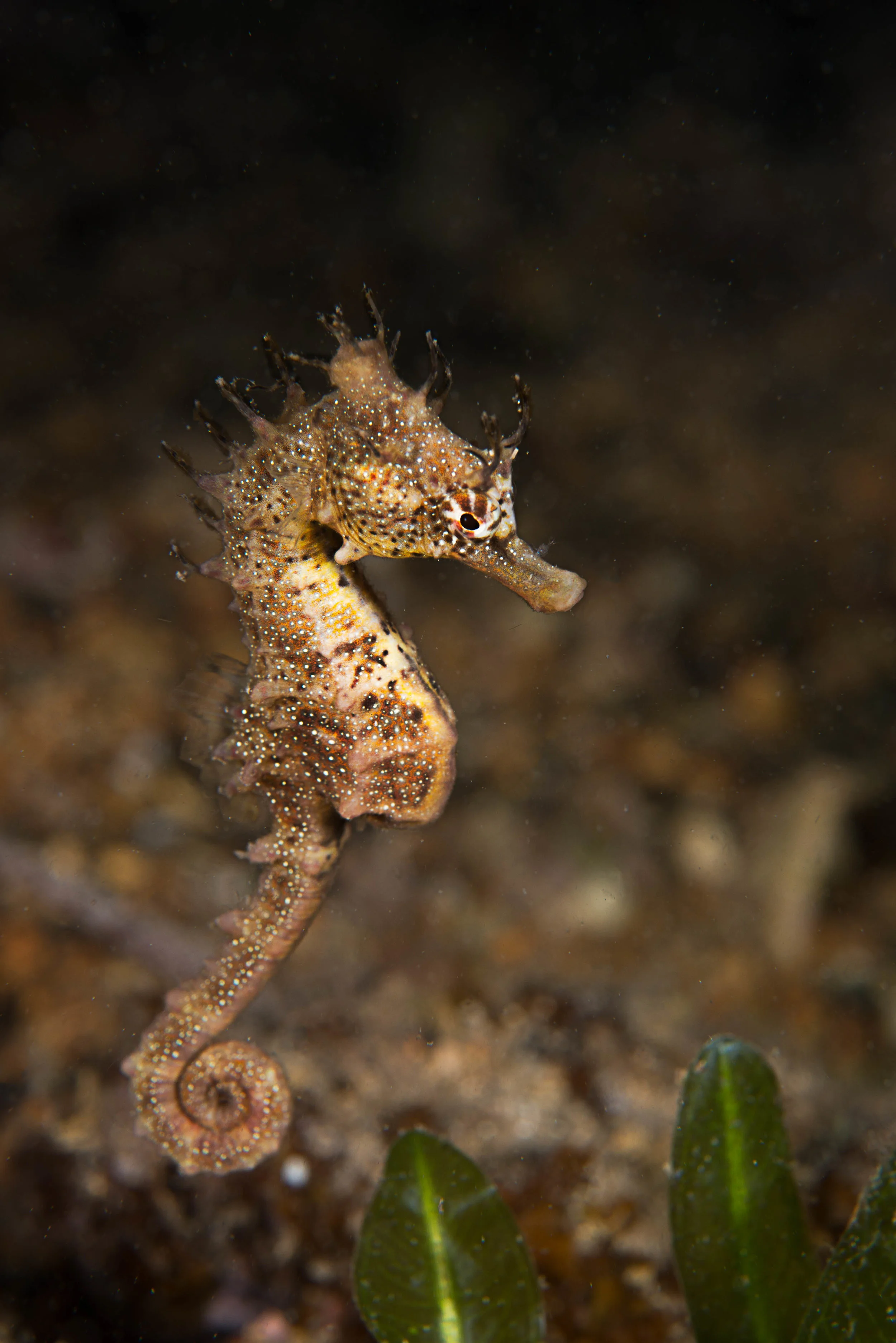 Short-headed seahorse